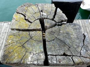 Cross-section through weathered wooden post