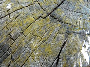 Cross-section through weathered woodenpost