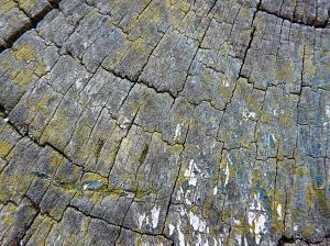 Cross-section through weathered woodenpost