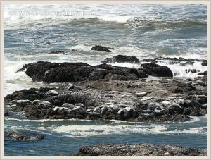 Remnant of basalt wave-cut platform with sun-bathing Harbour Seals