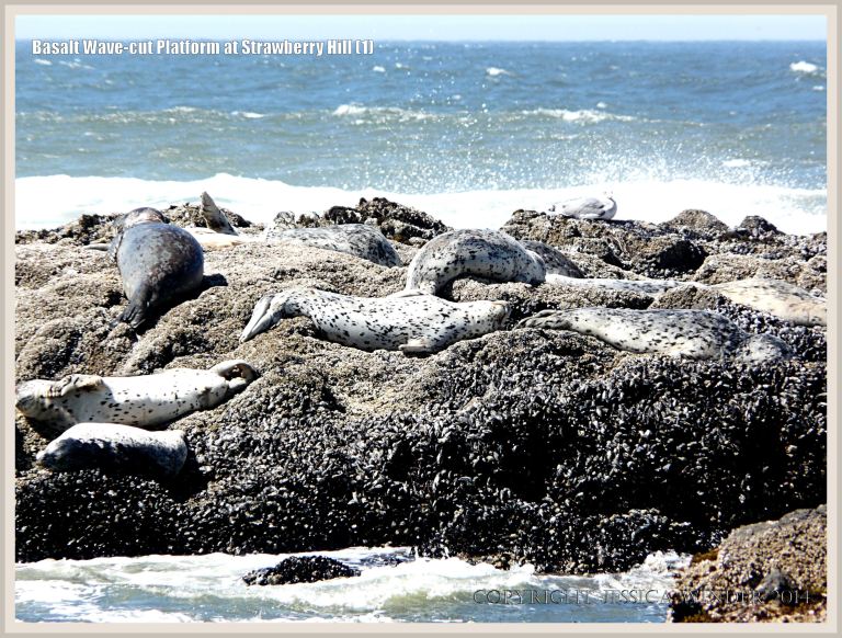 Harbour Seals basking on a remnant of basalt wave-cut platform