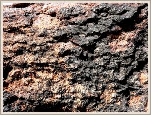 Extruded basalt rock on the Oregon Coast