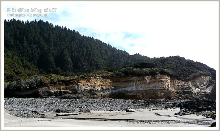 Sea cliff exposing raised beach deposits at Neptune State Park in Oregon, USA