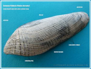Common Piddock exterior view left valve