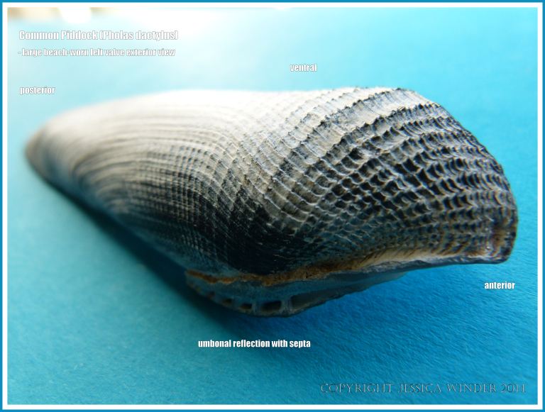 Common Piddock anterior end left valve