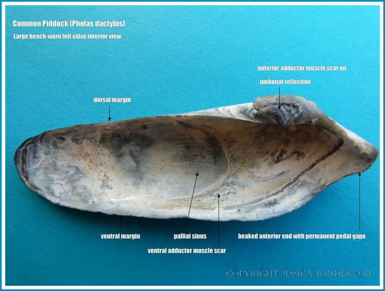 Common Piddock interior view left valve