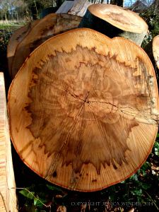 Natural pattern in a cross-section of beech timber