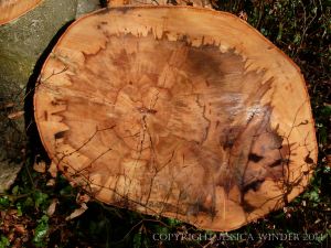Natural pattern in a cross-section of beech timber