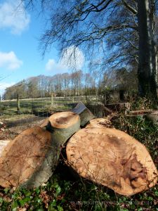 Tree stump and logs with patterns from recently felled beech tree