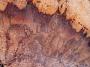 Close-up detail of natural pattern in sawn beech wood