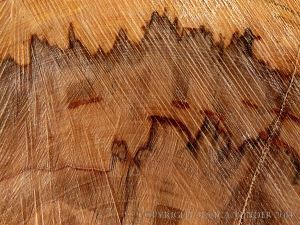Close-up detail of natural pattern in sawn beech wood