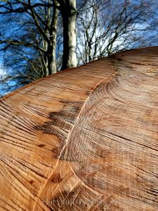 Close-up detail of natural pattern in sawn beech wood