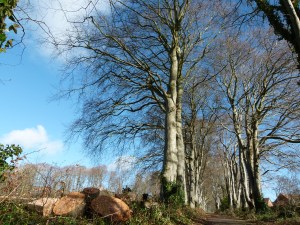Logs from a felled tree in a mature beech avenue