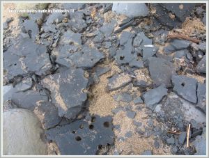 Broken shale slab with piddock holes and shells