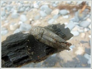 Common Piddock shell in rock burrow