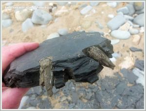 Common Piddock shells in rock burrows