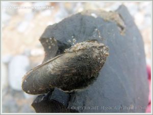Common Piddock shell in rock burrow