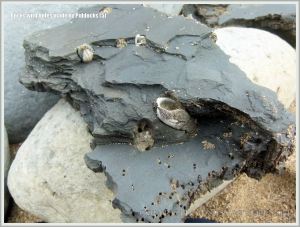 Common Piddock shells in rock burrows