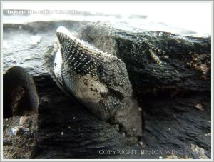 Common Piddock shell in rock burrow