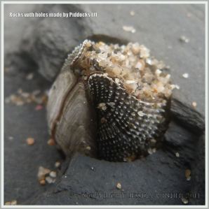 Common Piddock shell in rock burrow