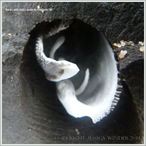 Empty Common Piddock shell in rock burrow showing apophyses