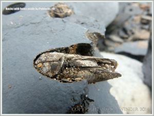 Common Piddock shell in rock burrow