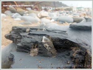 Common Piddock shells in rock burrows
