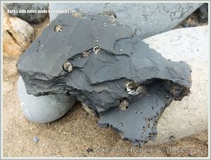 Common Piddock shells in rock burrows