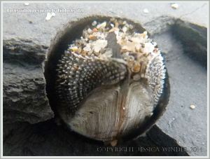 Common Piddock shell in rock burrow