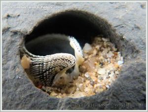 Common Piddock shell in rock burrow