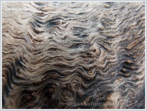 Close-up detail of woodgrain pattern and texture on driftwood