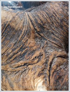 Close-up of bark on driftwood roots