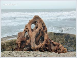 Tangled root system of a driftwood tree