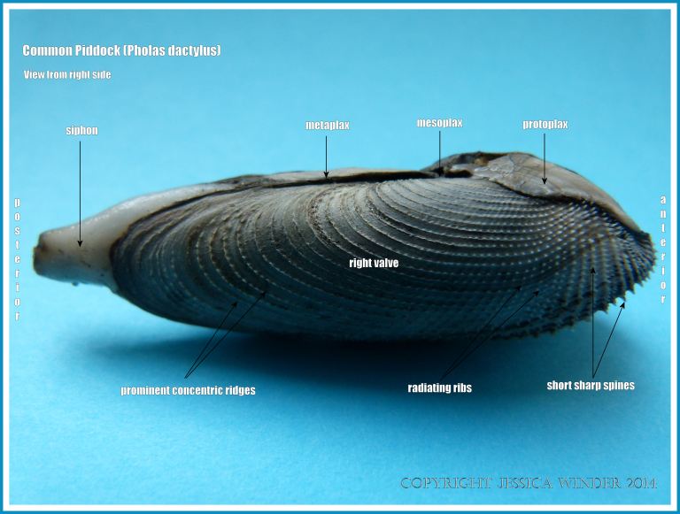 Common Piddock right side view