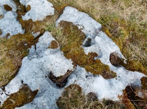 Erosional features filled with mosses and ferns in a Carboniferous limestone pavement