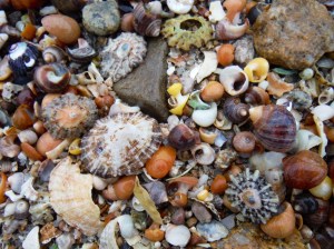 Seashells at Dogs Bay