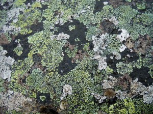 Natural pattern of lichens on rock at Dogs Bay