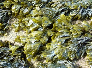 Seaweed on the rocks at Dogs Bay