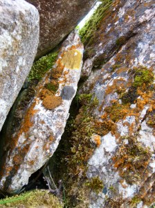 Lichens and moss on an old stone wall