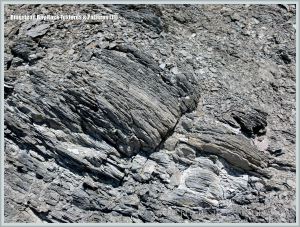 Detail of pieces of Kimmeridge Shale embedded in Kimmeridge Clay