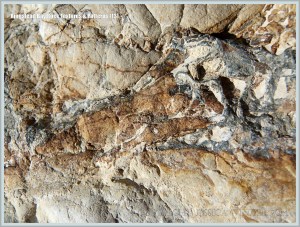 Odd pattern in a rock from a landslip at Ringstead Bay