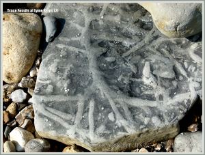 Natural patterns made by trace fossils in rock