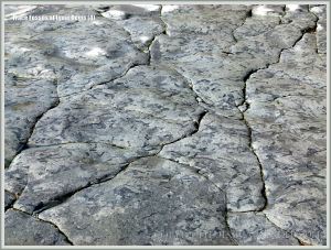 Natural patterns made by trace fossils in rock