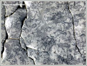 Natural patterns made by trace fossils in rock