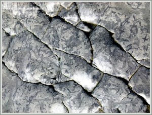 Natural patterns made by trace fossils in rock