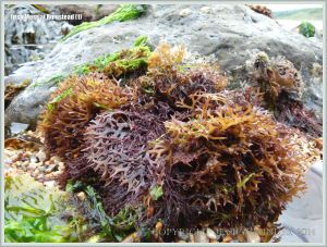 A commonly-found flat bladed form of Irish Moss seaweed