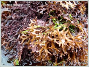 A commonly-found flat bladed form of Irish Moss seaweed