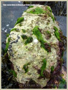 Chalk seashore boulder with seaweeds, seashore creatures and tube-worm holes.
