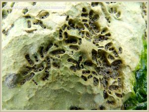 Close-up of tube-worm holes in a chalk boulder
