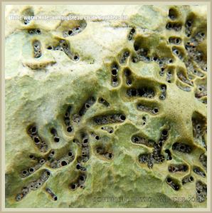Close-up of tube-worm holes in a chalk boulder